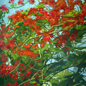 Poinciana
